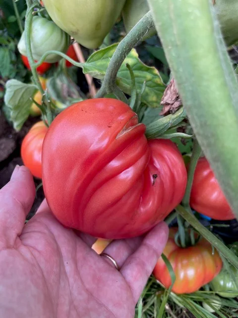En hånd holder en stor rød tomat på planten.